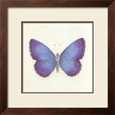 Butterfly Ii by Sophie Golaz Pricing Limited Edition Print image