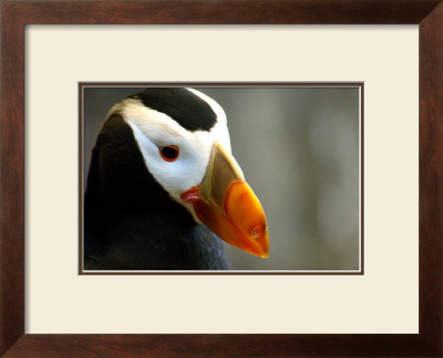 Alaska Puffin Wisdom by Charles Glover Pricing Limited Edition Print image