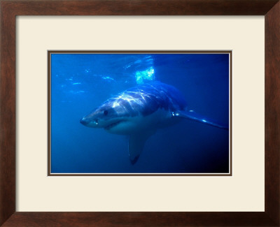 Great White Shark On Ocean Patrol by Charles Glover Pricing Limited Edition Print image
