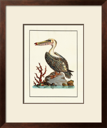 Pelican by George Edwards Pricing Limited Edition Print image