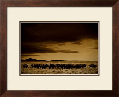 Buffalo Day Dream by Jim Tunell Pricing Limited Edition Print image