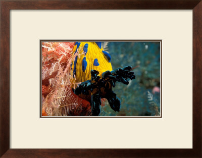 Nudibranch Under The Sea, New Zealand by Charles Glover Pricing Limited Edition Print image
