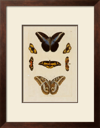 Butterflies by George Wolfgang Knorr Pricing Limited Edition Print image