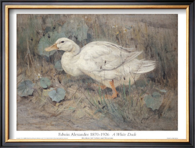 White Duck by Edwin Alexander Pricing Limited Edition Print image