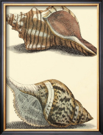Antiquarian Shells Iv by Filippo Buonanni Pricing Limited Edition Print image