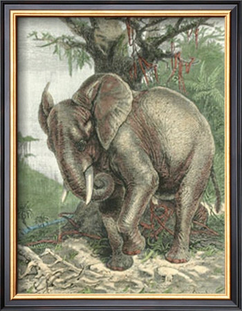 The African Elephant by Friedrich Specht Pricing Limited Edition Print image