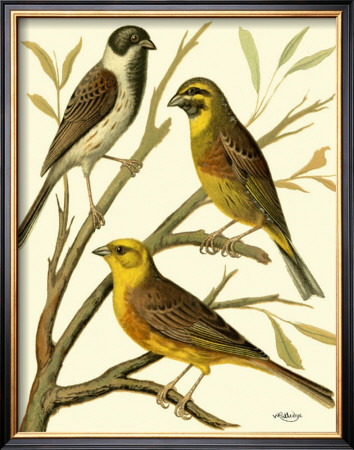 Domestic Bird Family I by W. Rutledge Pricing Limited Edition Print image