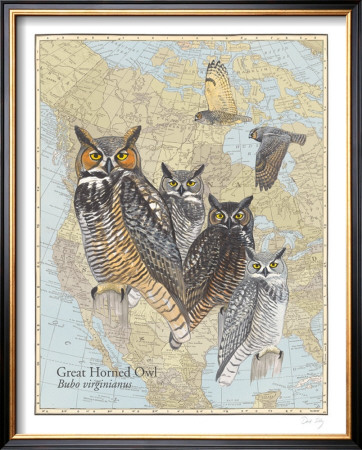 Great Horned Owl by David Sibley Pricing Limited Edition Print image