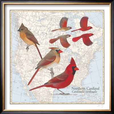 Northern Cardinal by David Sibley Pricing Limited Edition Print image
