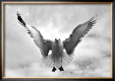 Beach Seagull Landing by Stephen Lebovits Pricing Limited Edition Print image