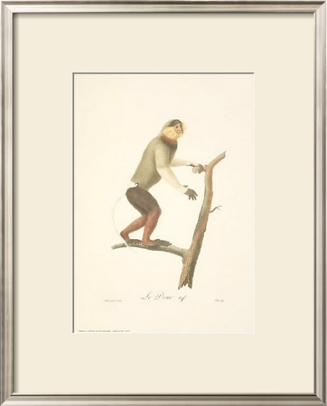 Monkeys: Le Douc by Jean-Baptiste Audebert Pricing Limited Edition Print image
