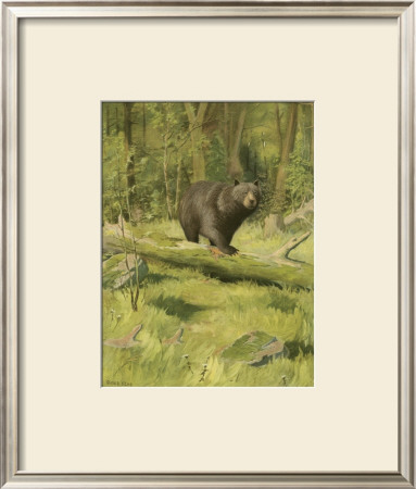 Black Bear by Oliver Kemp Pricing Limited Edition Print image