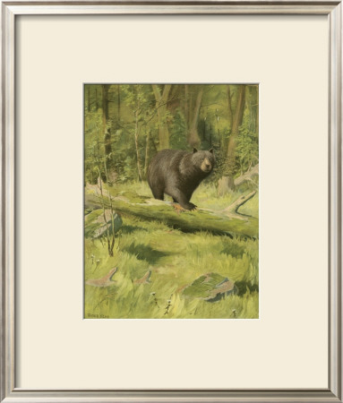 Black Bear by Oliver Kemp Pricing Limited Edition Print image