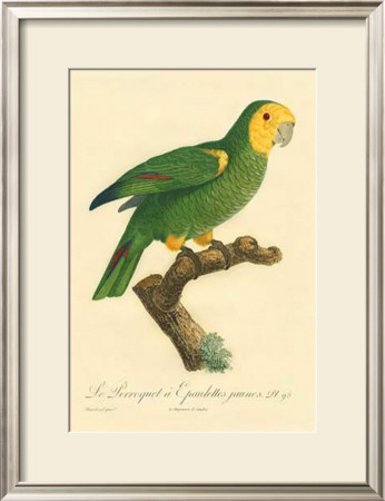 Barraband Parrot No. 98 by Jacques Barraband Pricing Limited Edition Print image