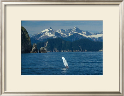 Alaska Passage Humpback Fin by Charles Glover Pricing Limited Edition Print image