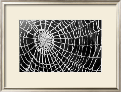 Spider Web Sparkle by Erichan Pricing Limited Edition Print image