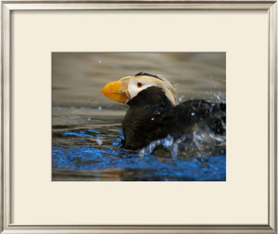 Horned Puffin, Alaska by Charles Glover Pricing Limited Edition Print image
