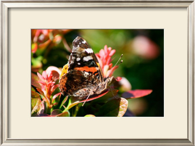 Red Admiral by Antonia Illsley Pricing Limited Edition Print image