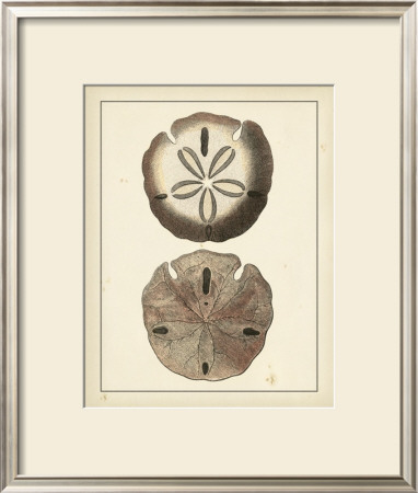Antique Shells V by Denis Diderot Pricing Limited Edition Print image