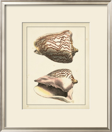Antique Shells Vi by Denis Diderot Pricing Limited Edition Print image