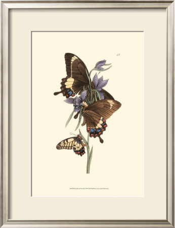 Butterflies And Flora Iii by John Westwood Pricing Limited Edition Print image