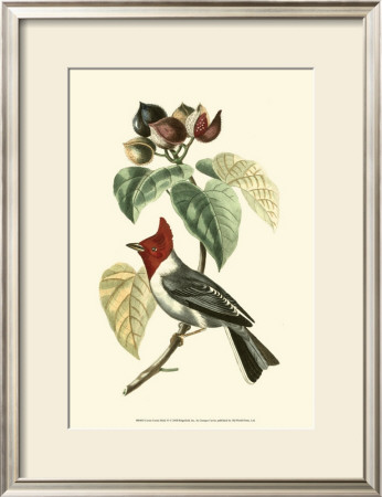 Exotic Birds Vi by Georges Cuvier Pricing Limited Edition Print image