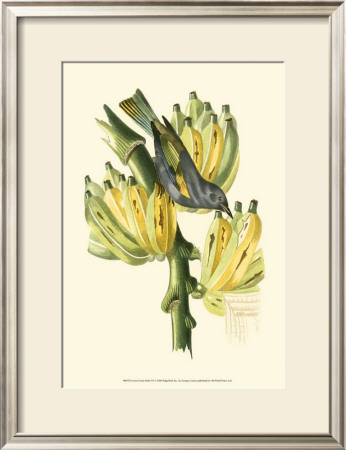 Exotic Birds Vii by Georges Cuvier Pricing Limited Edition Print image
