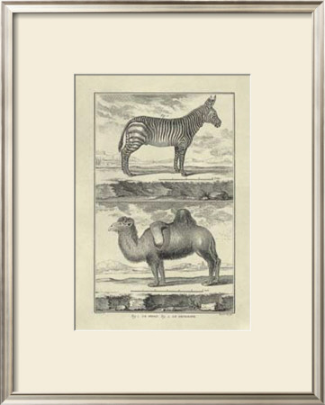 Zebra And Camel by Denis Diderot Pricing Limited Edition Print image