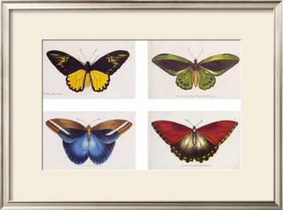 Rain Forest Butterflies by Robert British Pricing Limited Edition Print image
