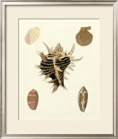 Knorr Shells Ii by George Wolfgang Knorr Pricing Limited Edition Print image