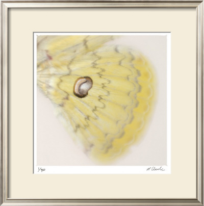 Butterfly Study 12 by Claude Peschel Dutombe Pricing Limited Edition Print image