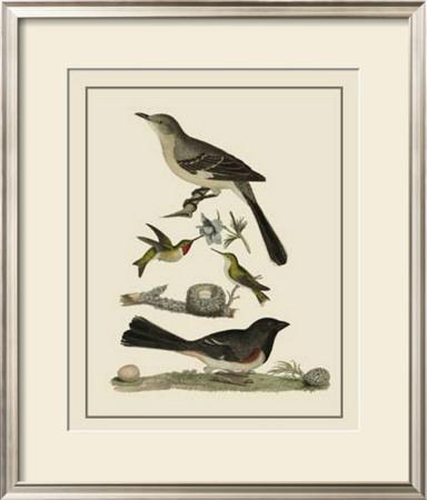 Bird Family V by A. Lawson Pricing Limited Edition Print image