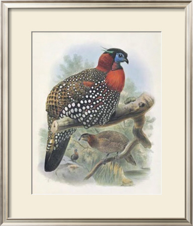 Native Pheasant I by Joseph Wolf Pricing Limited Edition Print image
