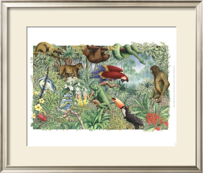Rainforest by Alan Baker Pricing Limited Edition Print image