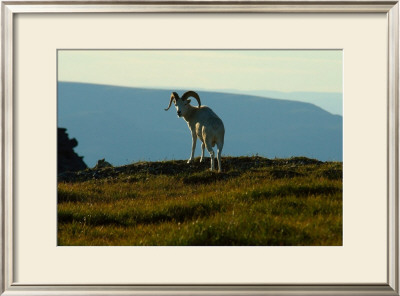 Dahl Sheep, Alaska by Charles Glover Pricing Limited Edition Print image