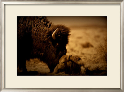 New Dawn Buffalo by Jim Tunell Pricing Limited Edition Print image