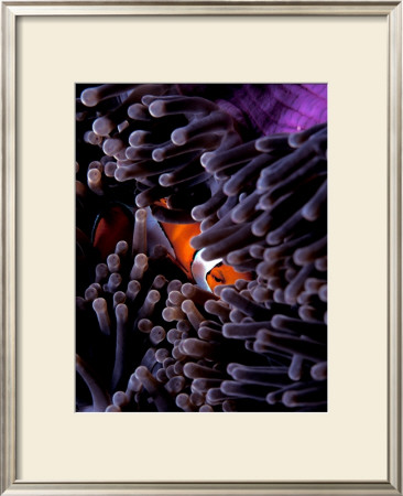 Clown Fish, Andaman Island by Charles Glover Pricing Limited Edition Print image