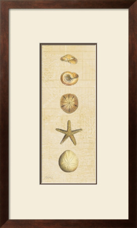 Coastal Shells I by Katie Pertiet Pricing Limited Edition Print image