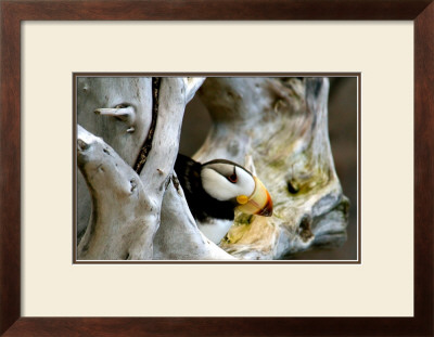 Alaska Puffin Hideout by Charles Glover Pricing Limited Edition Print image