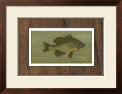 Common Sunfish by Harris Pricing Limited Edition Print image