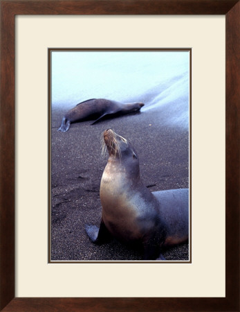 Stretching Seal, Galapagos by Charles Glover Pricing Limited Edition Print image