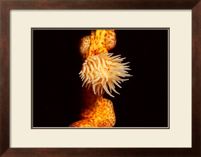 Anemone, Ito Sea by Charles Glover Pricing Limited Edition Print image