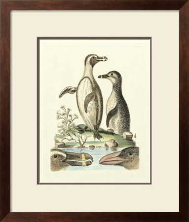 Aquatic Birds Iv by George Edwards Pricing Limited Edition Print image