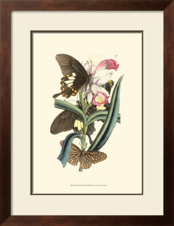 Butterflies And Flora I by John Westwood Pricing Limited Edition Print image