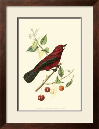 Exotic Birds V by Georges Cuvier Pricing Limited Edition Print image