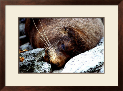 Lazy Day Seal by Charles Glover Pricing Limited Edition Print image