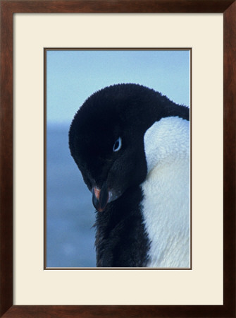 Blue-Eyed Adelie Penguin by Charles Glover Pricing Limited Edition Print image
