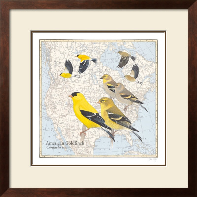 American Goldfinch by David Sibley Pricing Limited Edition Print image