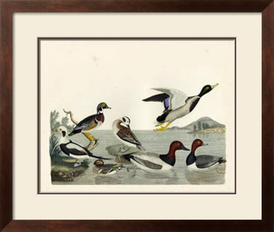 Duck Family Ii by A. Wilson Pricing Limited Edition Print image