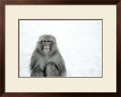 Monkey On Hot Spring Ground by Takashi Kirita Pricing Limited Edition Print image